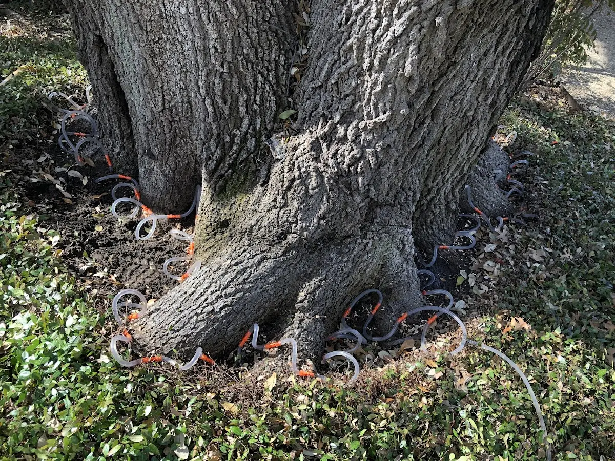 Detailed Tree Cabling and Bracing job site in Hoxie