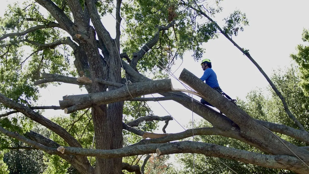 Professional Crown Thinning performed by certified arborists in Hoxie