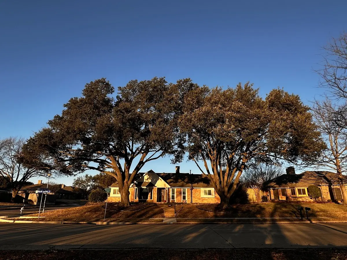 Established residential canopy tree shading a home in Hoxie